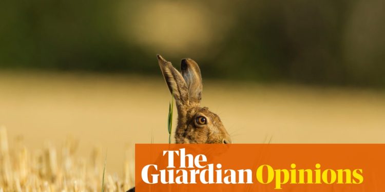 La opinión de The Guardian sobre el bienestar animal: un recordatorio oportuno de que la crueldad está mal | Editorial
