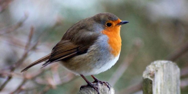 LEYENDAS PETIRROJO | El valiente petirrojo: las curiosas leyendas que lo convierten en el 'pájaro de la Navidad'