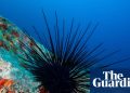 Especies de erizos de mar al borde de la extinción tras pandemia marina | Vida marina