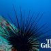 Especies de erizos de mar al borde de la extinción tras pandemia marina | Vida marina