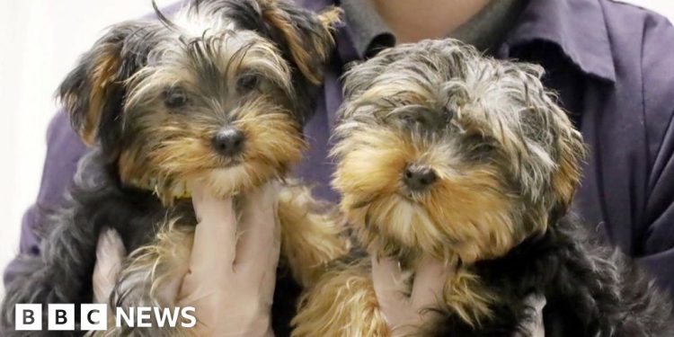 Organizaciones benéficas elogian la nueva ley que prohíbe el contrabando de cachorros