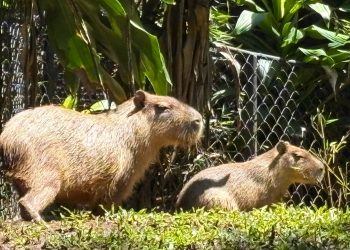 ¿Qué nombre le pondría a los capibaras? Santuario en Alajuela abrió una campaña para decidirlo