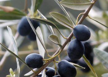 El consumo regular de aceite de orujo de oliva disminuye el colesterol y mejora la sensibilidad a la insulina.