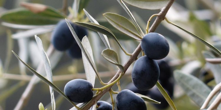 El consumo regular de aceite de orujo de oliva disminuye el colesterol y mejora la sensibilidad a la insulina.