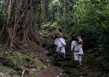 Hoja de coca, una relación que el Gobierno y los pueblos indígenas se resisten a perder