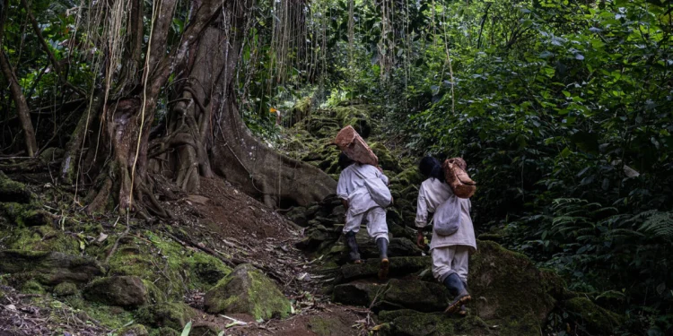 Hoja de coca, una relación que el Gobierno y los pueblos indígenas se resisten a perder