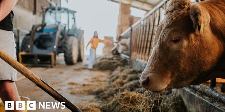 Los demócratas liberales piden un equivalente agrícola del programa Teach First