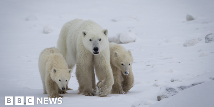 Madre osa polar adopta a un cachorro en un caso raramente documentado