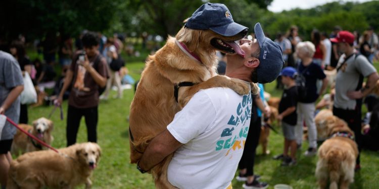 Una sinfonía de guau: esto es lo que pasa cuando 2.397 golden retrievers se reúnen en un parque de Argentina