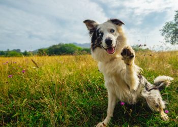 ¿Por qué mi perro es así? Las pruebas de ADN actuales no te lo explicarán.