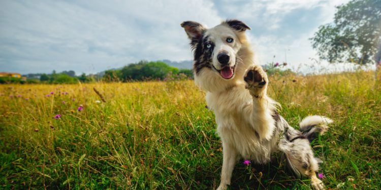 ¿Por qué mi perro es así? Las pruebas de ADN actuales no te lo explicarán.