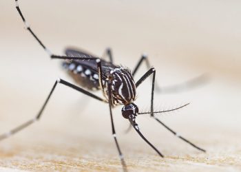 Bienvenido a la “necroimpresión”: boquilla de impresora 3D hecha de trompa de mosquito