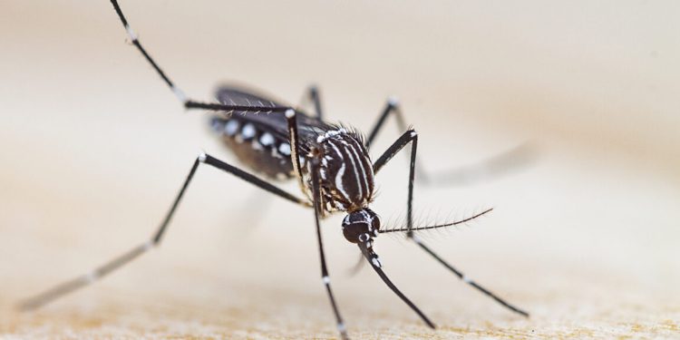 Bienvenido a la “necroimpresión”: boquilla de impresora 3D hecha de trompa de mosquito