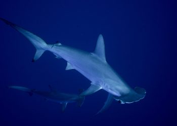 Tiburones y rayas obtienen protecciones históricas a medida que las naciones toman medidas para frenar el comercio internacional