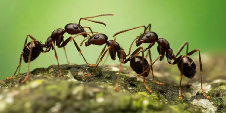 La evolución de la prescindibilidad: por qué algunas hormigas cambiaron armadura por números