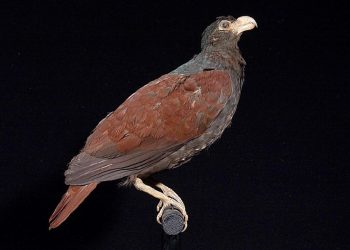 El pariente vivo más cercano del pájaro Dodo es visto en una remota selva tropical del Pacífico Sur