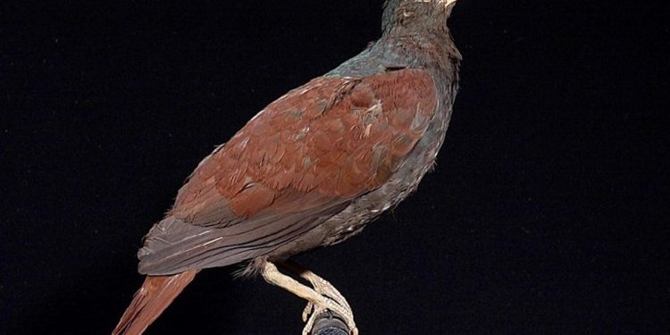 El pariente vivo más cercano del pájaro Dodo es visto en una remota selva tropical del Pacífico Sur