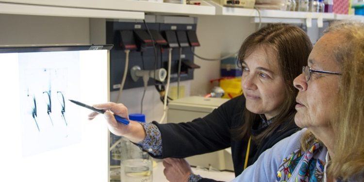 Nuevos datos sobre los antibióticos contra el neumococo.