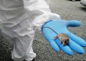 Hantavirus en Panamá: 18 casos en 2025 sin muertes, en medio de una alerta de la OPS