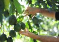 Cómo sembrar un árbol de aguacate en casa y no esperar muchos años para que dé frutos