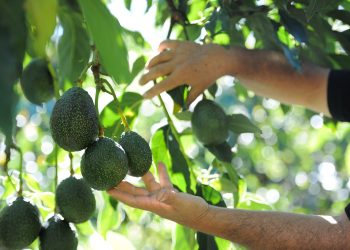 Cómo sembrar un árbol de aguacate en casa y no esperar muchos años para que dé frutos