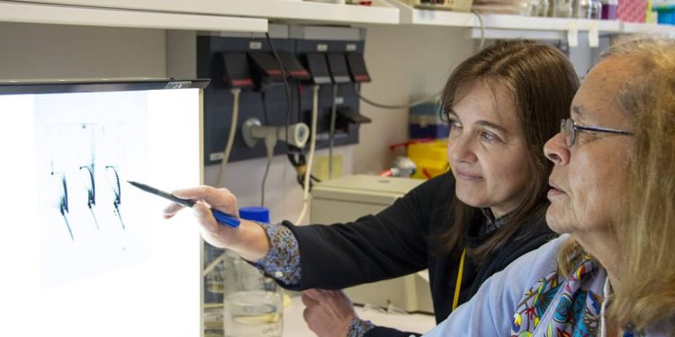 Investigadores encuentran la clave de la resistencia antibiótica del neumococo.