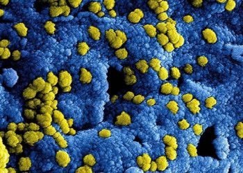 La OMS notifica 19 casos y cuatro muertes por MERS-CoV en el mundo en 2025