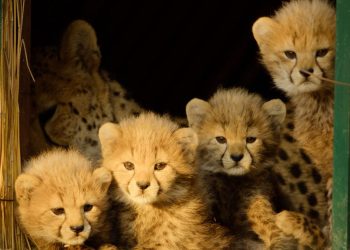 La nueva serie documental sobre naturaleza de Apple TV ya está disponible