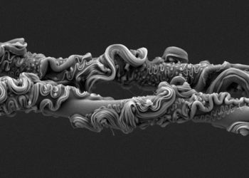 Nunca adivinarás qué obtuvo el primer lugar en el concurso de fotografía de la Royal Society