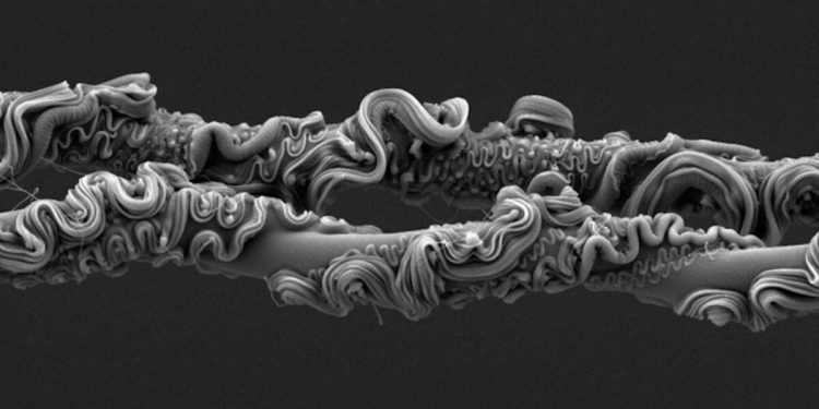 Nunca adivinarás qué obtuvo el primer lugar en el concurso de fotografía de la Royal Society