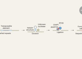 El mecanismo de procesamiento de ARN rescata genes del ADN invasivo
