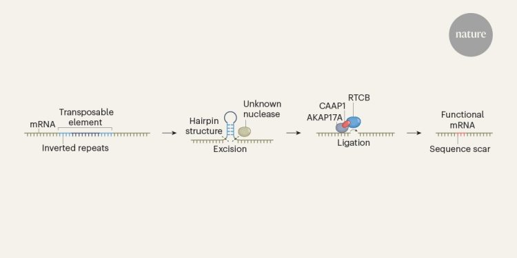 El mecanismo de procesamiento de ARN rescata genes del ADN invasivo