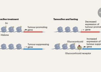 Cómo el ayuno impulsa la terapia contra el cáncer de mama