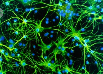 Las células cerebrales 'silenciosas' que dan forma a nuestro comportamiento, memoria y salud