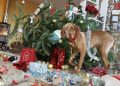 ¿Tus perros se asustan cuando escuchan la última Navidad de Wham? Hay una razón para eso