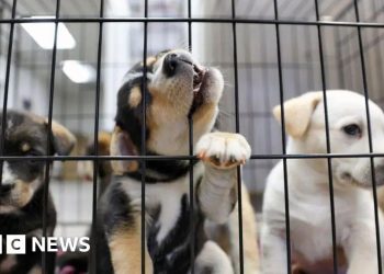 La estrategia de bienestar animal promete prohibir las granjas de cachorros y la caza en senderos
