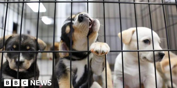 La estrategia de bienestar animal promete prohibir las granjas de cachorros y la caza en senderos