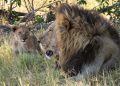 au plus près des leones, guépardos y leopardos de Botswana