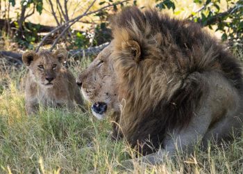 au plus près des leones, guépardos y leopardos de Botswana