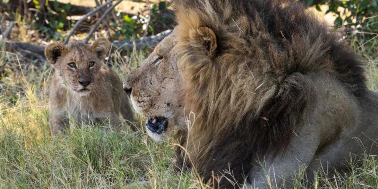 au plus près des leones, guépardos y leopardos de Botswana