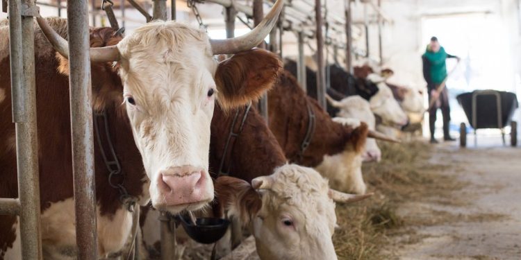gripe aviar, H7 y dengue, bajo vigilancia