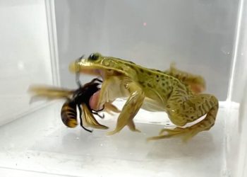 Estas ranas no sólo sobreviven a los avispones asesinos venenosos, sino que los devoran