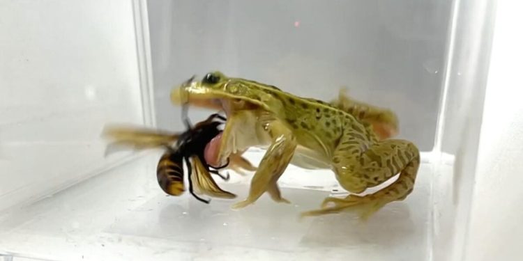 Estas ranas no sólo sobreviven a los avispones asesinos venenosos, sino que los devoran