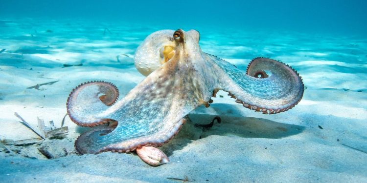 Los científicos desarrollan un 'robot blando' parecido a un pulpo que puede cambiar de color