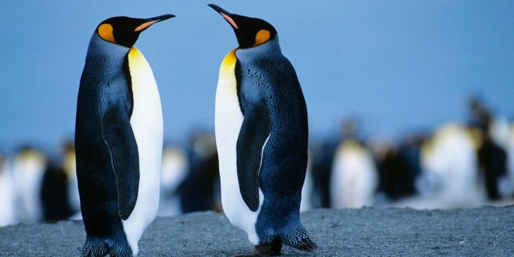 Debian versus Ubuntu: ¿Qué distribución de Linux es la adecuada para usted?