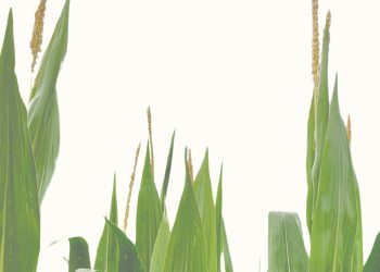 'Las lindes', una novela que transforma