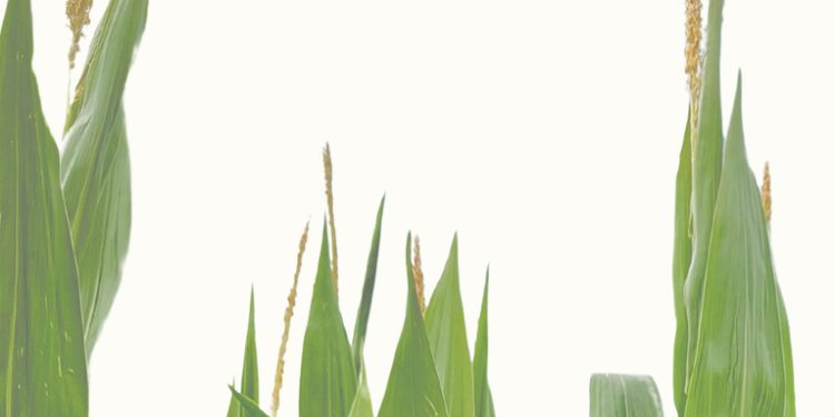 'Las lindes', una novela que transforma