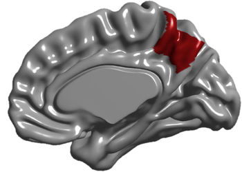 La anatomía de la región cerebral que se define antes de nacer.