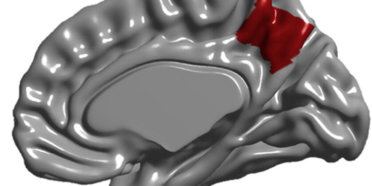 La anatomía de la región cerebral que se define antes de nacer.