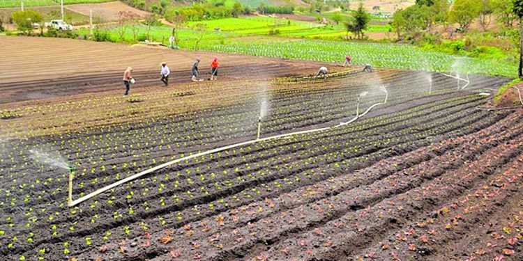 Maga apenas ejecuta el 25% del presupuesto de apoyo a agricultores con sistemas de riego